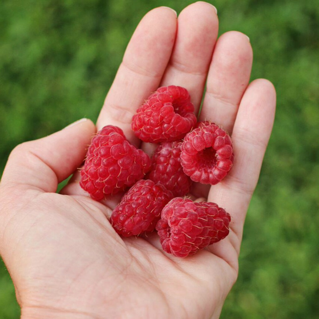 Raspberries bursting with goodness