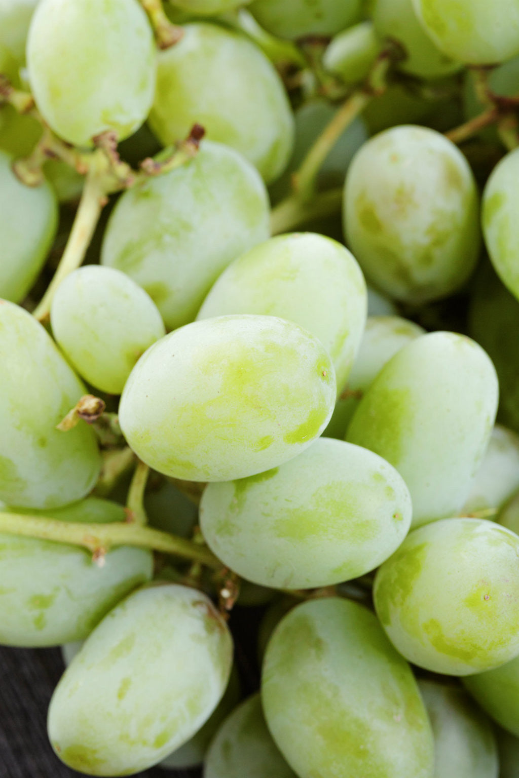 Pick of the Week - Thompson Seedless Grapes | Aussie White Grapes