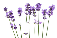Seed Body Care offers Real Lavender Essential Oil