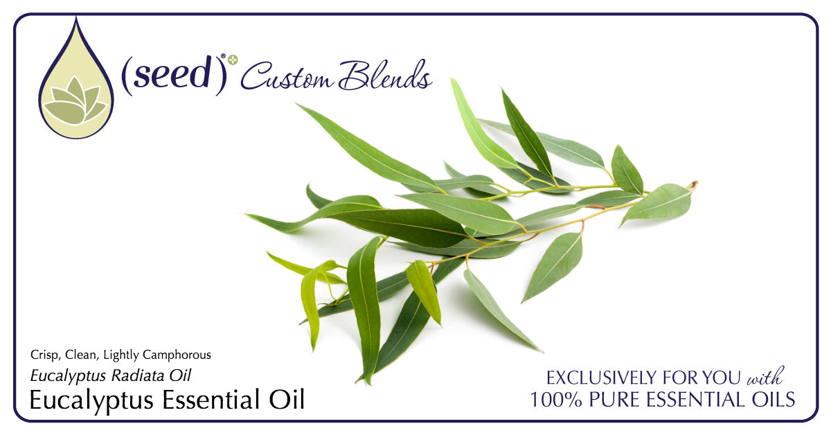 Seed Custom & Beneficial Blends Body Care now features Eucalyptus Essential Oil