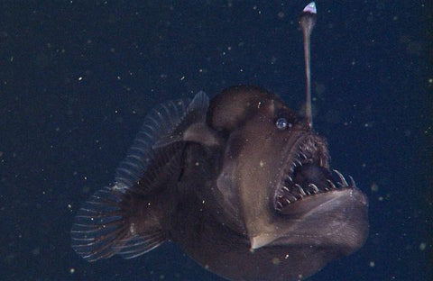 Rare Black Seadevil Anglerfish Is One Scary Lookin FISHY - FISHY