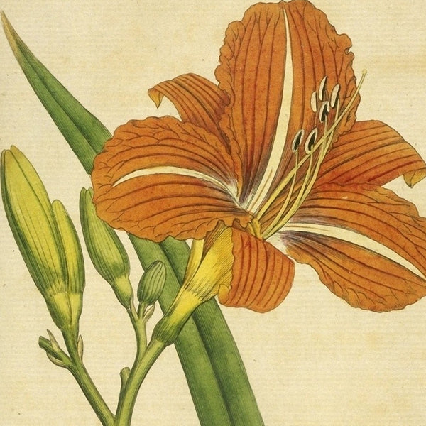 vintage images, botanical prints, flowers, Victorian flowers, prints, digital art – Lunagirl
