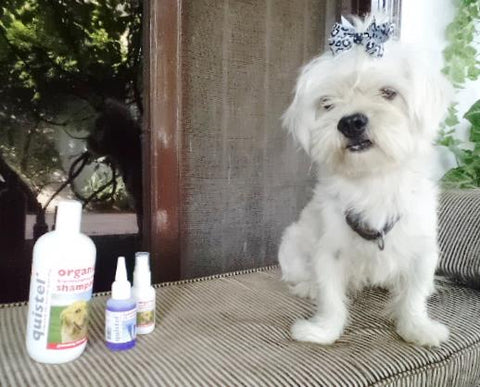 puff, pakistan, quistel, Shih Tzu, white, dog,