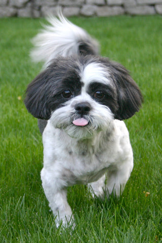 Shih Tzu, black and white, quistel, dog, pets