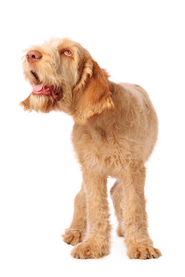 italian spinone, dog, quistel, grooming, shampoo