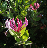 Honeysuckle - Fleurs de Bach