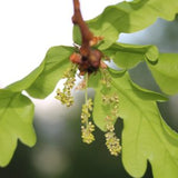 Chêne - Oak - Fleurs de Bach