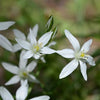 Star of Bethlehem