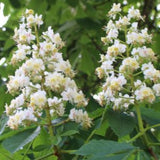 White Chestnut - Marronnier blanc