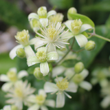 Clematis - Fleurs de Bach