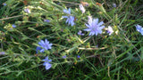 Chicory