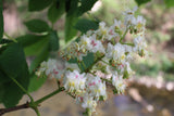 White Chestnut