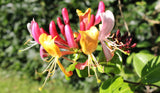 Honeysuckle