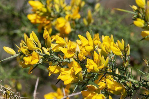 Gorse-fleurs de Bach 