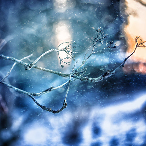 Tree branch in winter wind