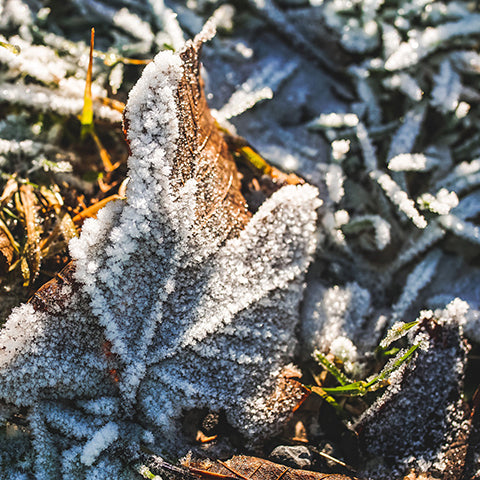 Fallen leaves with winter frost