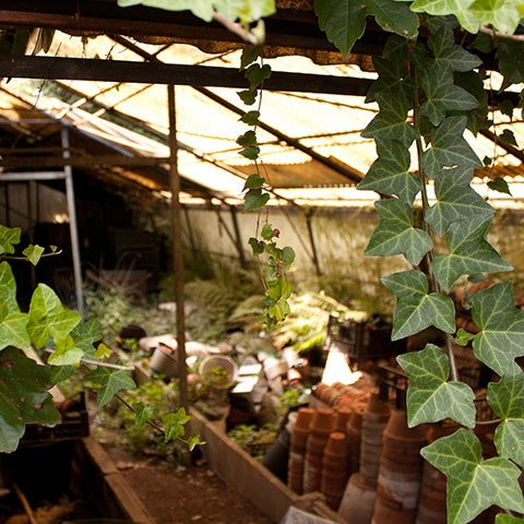 Wild overgrown greenhouse