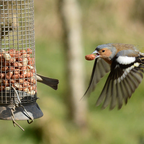bird eating nut from garden bird feeder