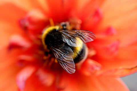 bee on a red garden flower