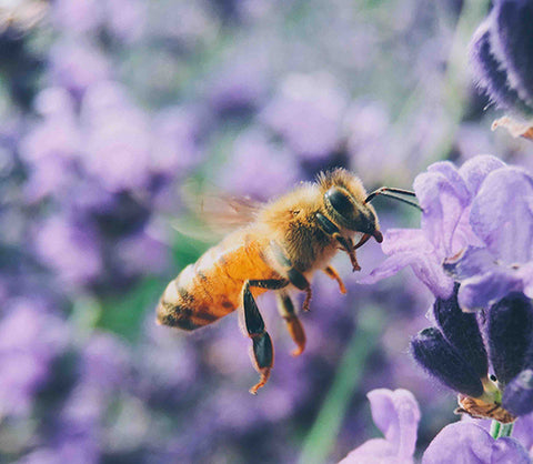 bee at purple flower