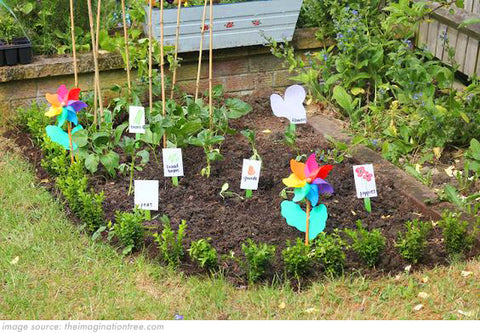 vegetable plot in garden 