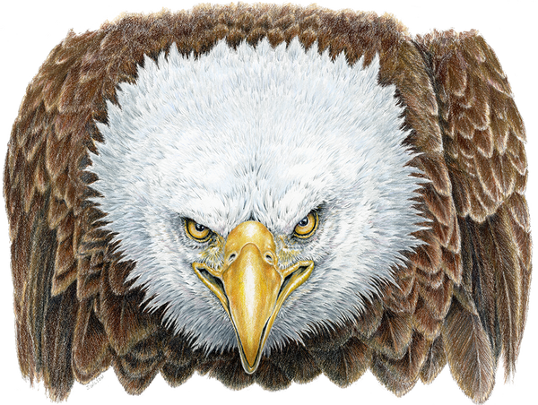 Angry Bald Eagle, Limited-Edition Print – Wildlife Drawings by Jim Wilson