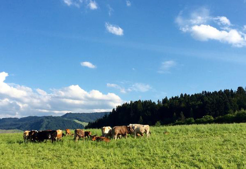 New Zealand Grass-Fed Beef