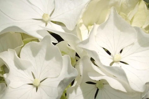 White Lacecap Hydrangea