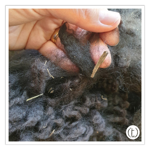 Vegetable matter in black alpaca fleece