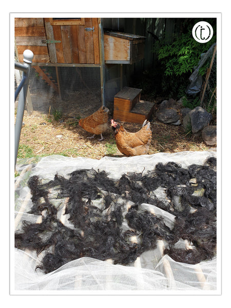 Chickens guarding drying alpaca fleece