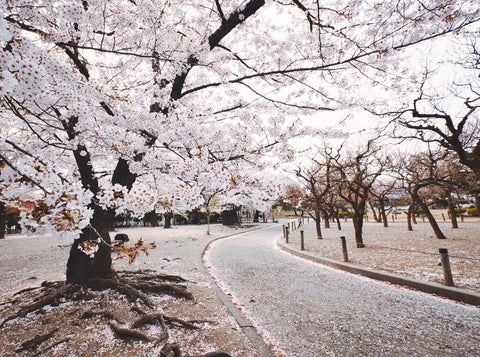 gioia_flori_rare_sakura_florarie_calea_victoriei