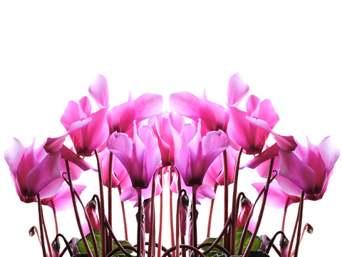 gioia_cyclamen_flori_iarna_cele_mai_frumoase_flori_florarie_calea_victoriei