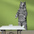 Grizzly Bear Wall Sticker
