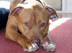 Pit Bull Dog 