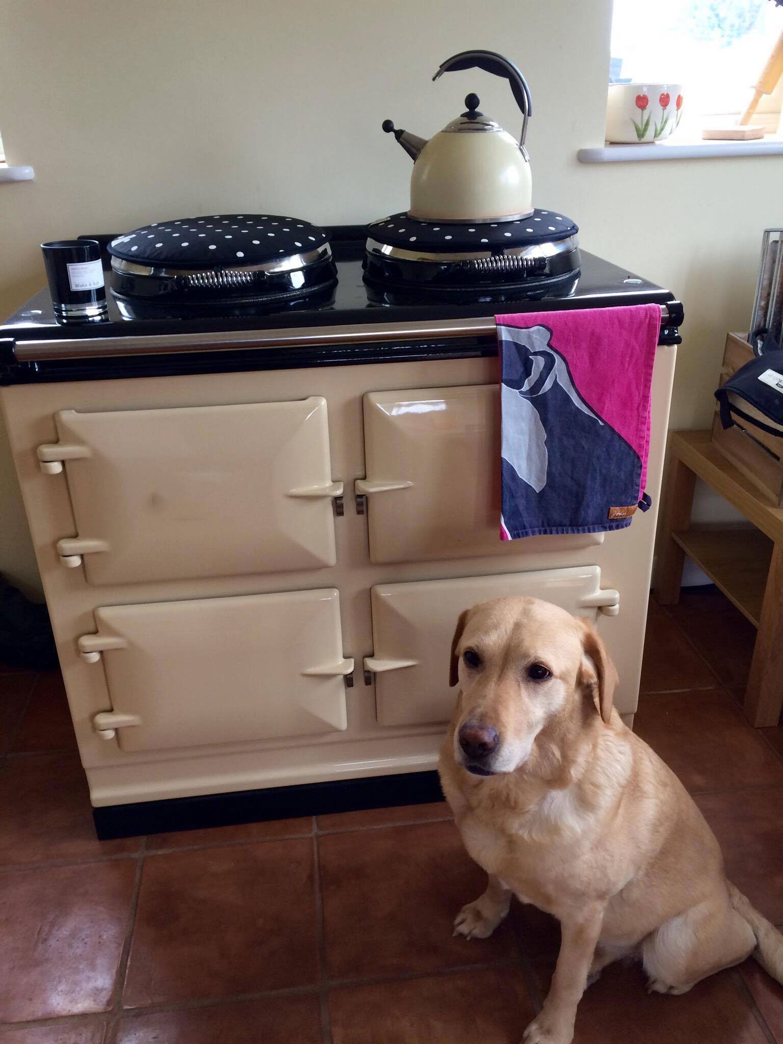 Labrador with cream cooker