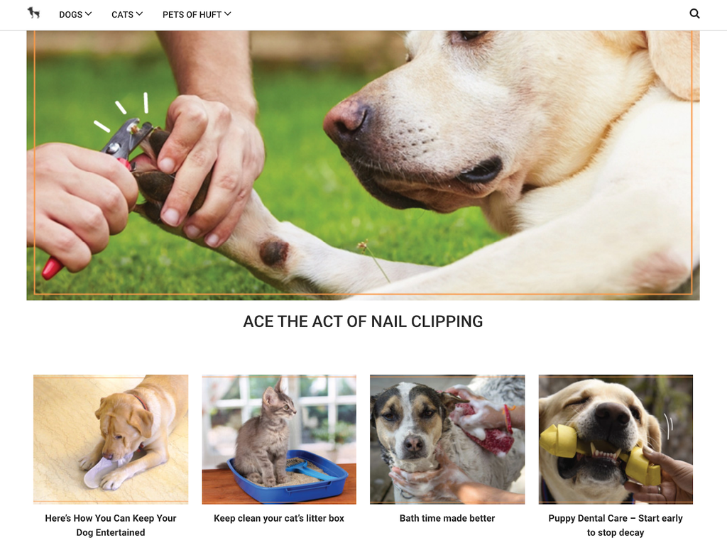 start an online store blog for pet supplies