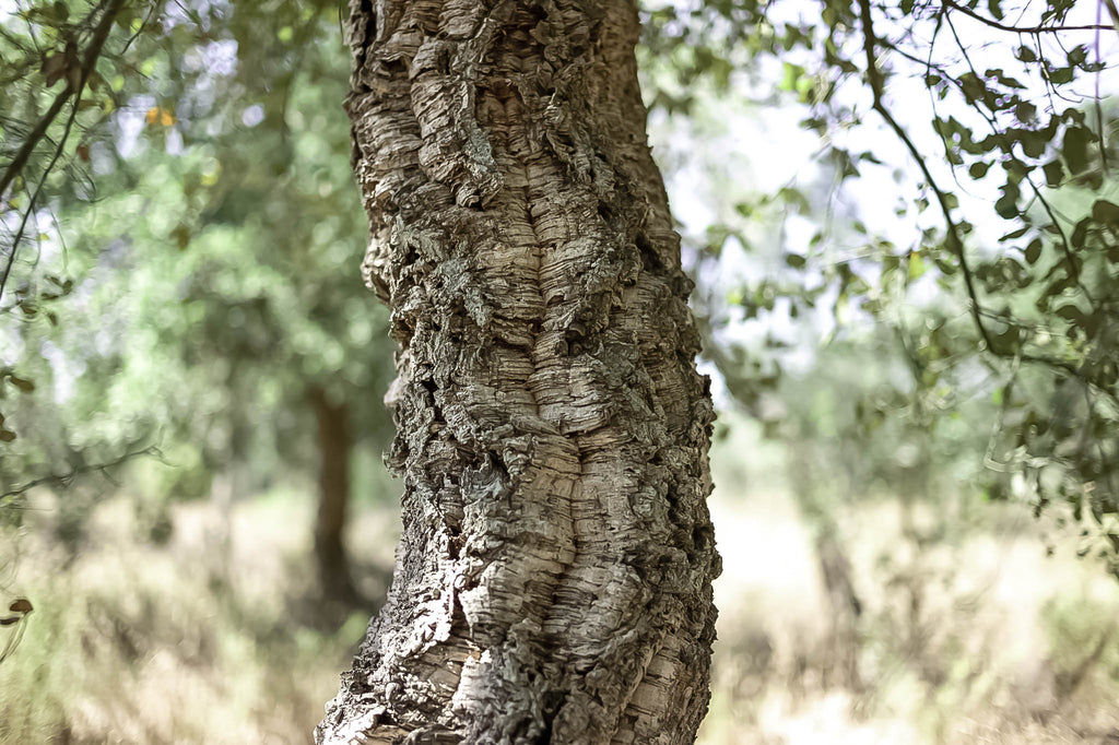 BHUMI Mat by LATY Cork Yoga Mat tree