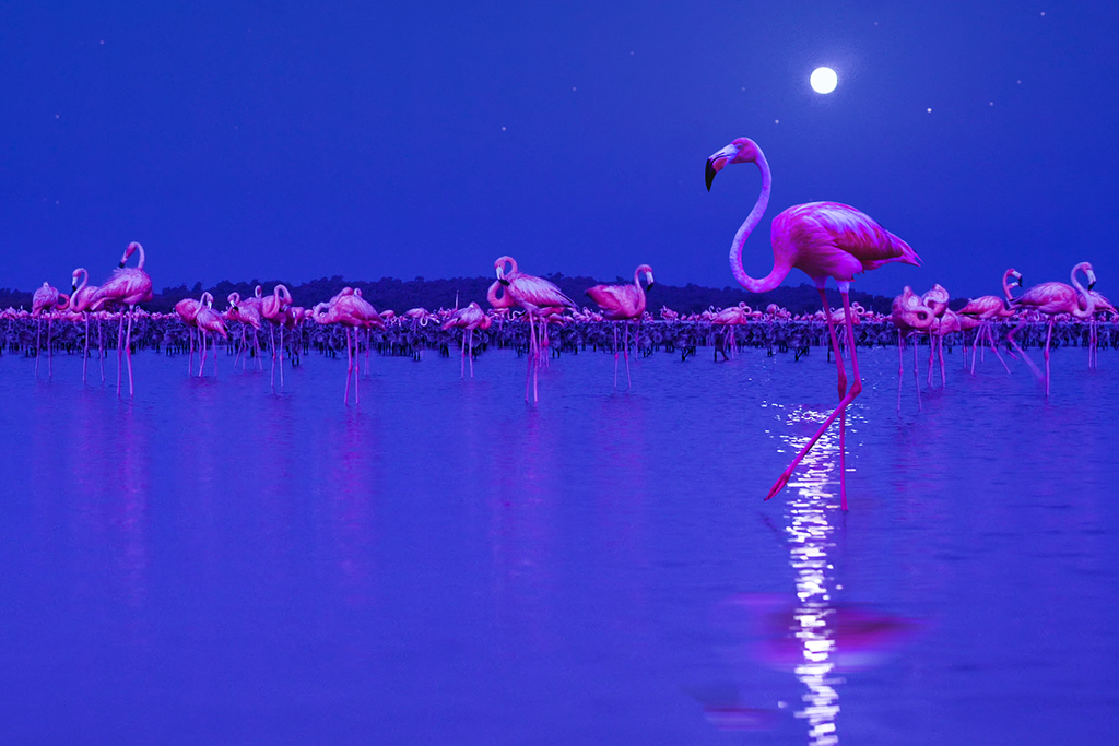 Flamingos under the moonlight, image taken from the documentary Night on Earth 
