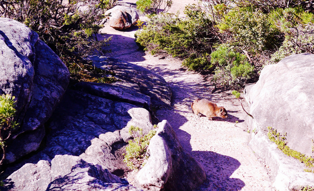 A dassie or rock hyrax on top of Table Mountain