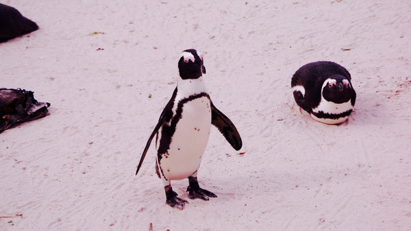 Left: a penguin making its way to the sea. Right: before developing their distinctive markings, the chicks are grey and fluffy