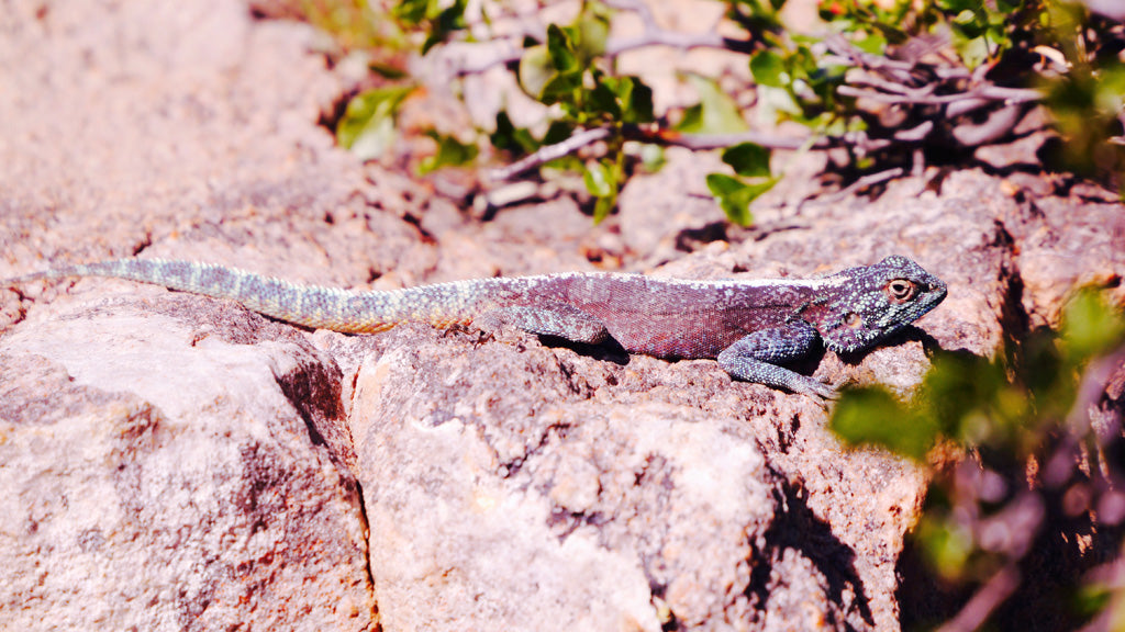 Trips out into the Cederberg in search of rock art often included wildlife sightings! 