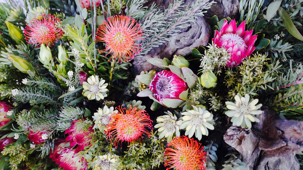 A striking Protea display at the Clanwilliam Living Landscape Project