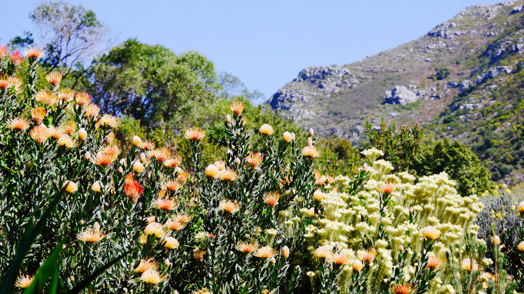 Colours of Kirstenbosch; set against Table Mountain