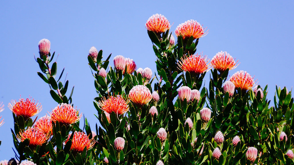 There are many different varieties of protea in the gardens