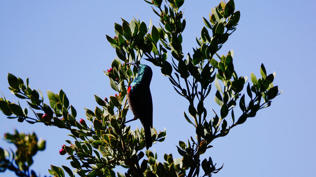 A sunbird perched for long enough for me to capture its majestic teal and red plumage