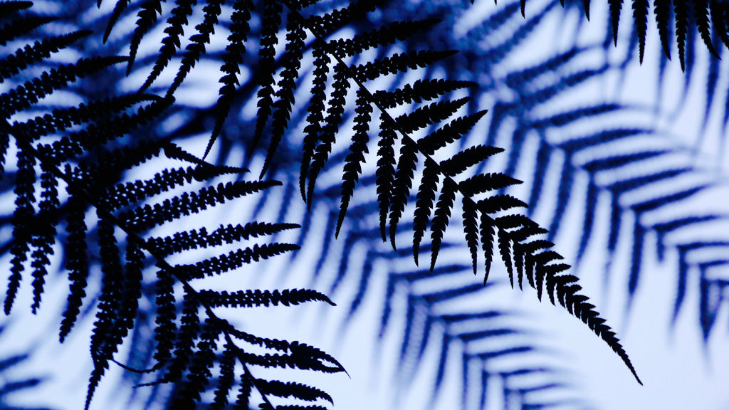 Ferns silhouetted against the sky