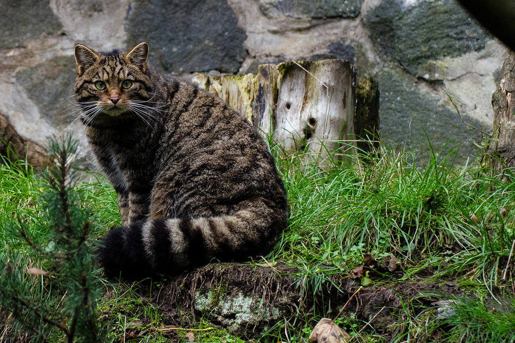 Image of the rare Scottish Wildcats taken from The Tigers of Scotland Documentary 