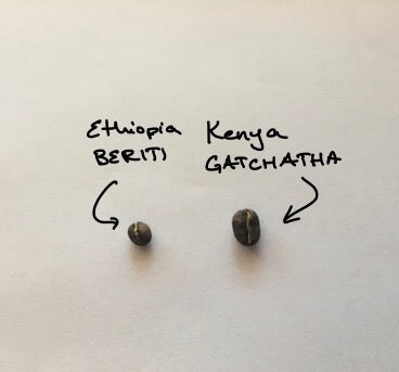 ethiopia beriti comparison picture small bean