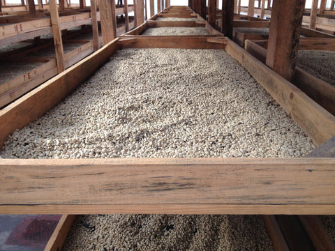 huehuetenango coffee drying guatemala