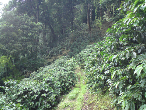 guatemala huehuetenango cafe imports coffee